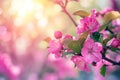 Luminous pink flowers in full bloom on a branch, with a dreamy, bokeh light background. Royalty Free Stock Photo