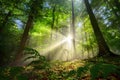 Luminous rays of sunlight in a misty green forest Royalty Free Stock Photo