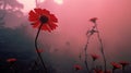 Luminous Red Flowers In The Fog: A Captivating Kodak Aerochrome Inspired Photograph