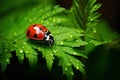 Luminous Red ladybug green leaf nature. Generate Ai Royalty Free Stock Photo