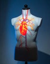 Medical Visualization of the Human Heart Royalty Free Stock Photo