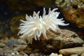 Luminous sea anemone embraced by the vibrant and diverse marine coral reef ecosystem