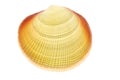 Luminous shell