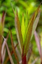 Luminous, slender green and Burgundy leaves in extreme close up, appear to have internal light source