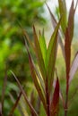 Luminous, slender green and Burgundy leaves in extreme close up, appear to have internal light source