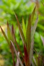 Luminous, slender green and Burgundy leaves in extreme close up, appear to have internal light source