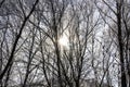 a Luminous sun make a light through tree branches. God light. Trees on the light.Winter Royalty Free Stock Photo
