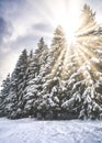 Luminous sun radiates down onto a snow blanketed pine forest