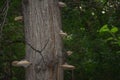 luminous tree fungus on the trunk