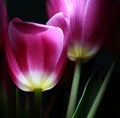 Luminous tulips in night