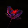 Glassy neon glowing Flowering Rush flower close up against black background Royalty Free Stock Photo