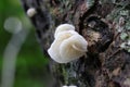 Luminous white mushrooms growing on a tree trunk