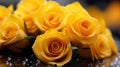 Luminous yellow roses with delicate water droplets on dark background Royalty Free Stock Photo