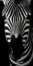 Luminous Zebra Close-up Stunning Black And White Mobile Lock Screen Background Royalty Free Stock Photo