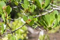 Lumnitzera littorea Voigt on tree in the mangrove forest. Royalty Free Stock Photo