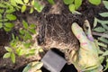 Lump of earth with roots in woman hands Royalty Free Stock Photo