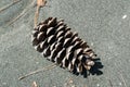 The cone lies on the sand, close-up. Royalty Free Stock Photo
