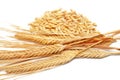 Ripe golden color wheat spike and grains isolated