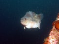 Lumpfish Royalty Free Stock Photo