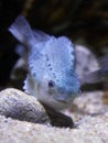 Lumpfish (Cyclopteridae Royalty Free Stock Photo