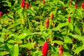 Red Exotic Flower Costus Speciosus at Lumpini Park, Thailand. Royalty Free Stock Photo