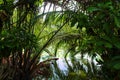 Lumpini Lake at Lumpini Park, Thailand. Royalty Free Stock Photo