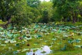 Lumpini Lake at Lumpini Park, Thailand. Royalty Free Stock Photo