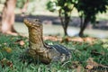 Lumpini Park Monitor Lizard Royalty Free Stock Photo