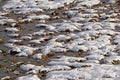 Lumps of grass in a swamp covered with snow Royalty Free Stock Photo