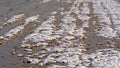 Lumps of grass in a swamp covered with snow