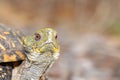 Lumpy, the Box Turtle.