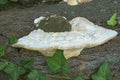 Lumpy bracket fungus