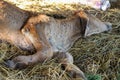 Lumpy skin disease that occurs in cows. The calf has lumpy skin, causing lesions of the skin all over the body