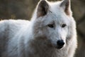 Luna, the arctic wolf Royalty Free Stock Photo
