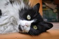 Luna the cat sleeping on the table