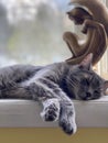 Afternoon Cat Nap with Luna Royalty Free Stock Photo