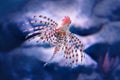 Luna lionfish Pterois lunulata. Luna lion fish swimming in the blue water Royalty Free Stock Photo