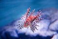 Luna lionfish Pterois lunulata. Luna lion fish swimming in the blue water Royalty Free Stock Photo