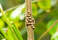 Luna or moon velvet moth - Actias luna - eggs from female deposited on a stem of one of their southern range host plants Rhus