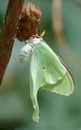 Luna Moth Royalty Free Stock Photo