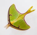 Luna Moth Royalty Free Stock Photo