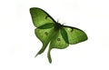 Luna moth