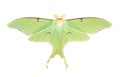 Luna Moth Royalty Free Stock Photo