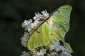 Luna Moth - Actias luna