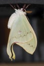 Luna Moth Actias luna Royalty Free Stock Photo