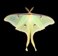 Luna Moth, Actias luna Royalty Free Stock Photo