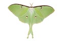 Luna Moth (Actias luna) Royalty Free Stock Photo