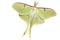 Luna Moth (Actias luna) Royalty Free Stock Photo