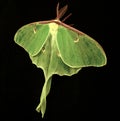 Luna Moth (Actias Luna) Royalty Free Stock Photo