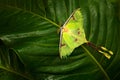 Luna moth, Actias luna, beautiful yellow green butterfly from Florida, USA. Big colourful insect nature vegetation, butterfly sitt